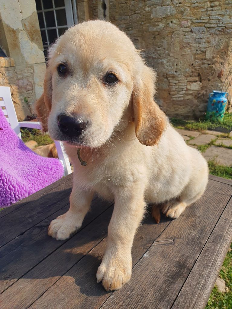 Du Manoir De Saint-Sauveur - Chiot disponible  - Golden Retriever