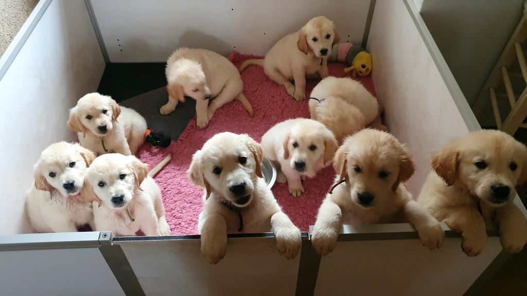 chiot Golden Retriever Du Manoir De Saint-Sauveur