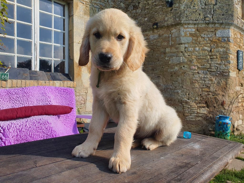 Du Manoir De Saint-Sauveur - Chiot disponible  - Golden Retriever