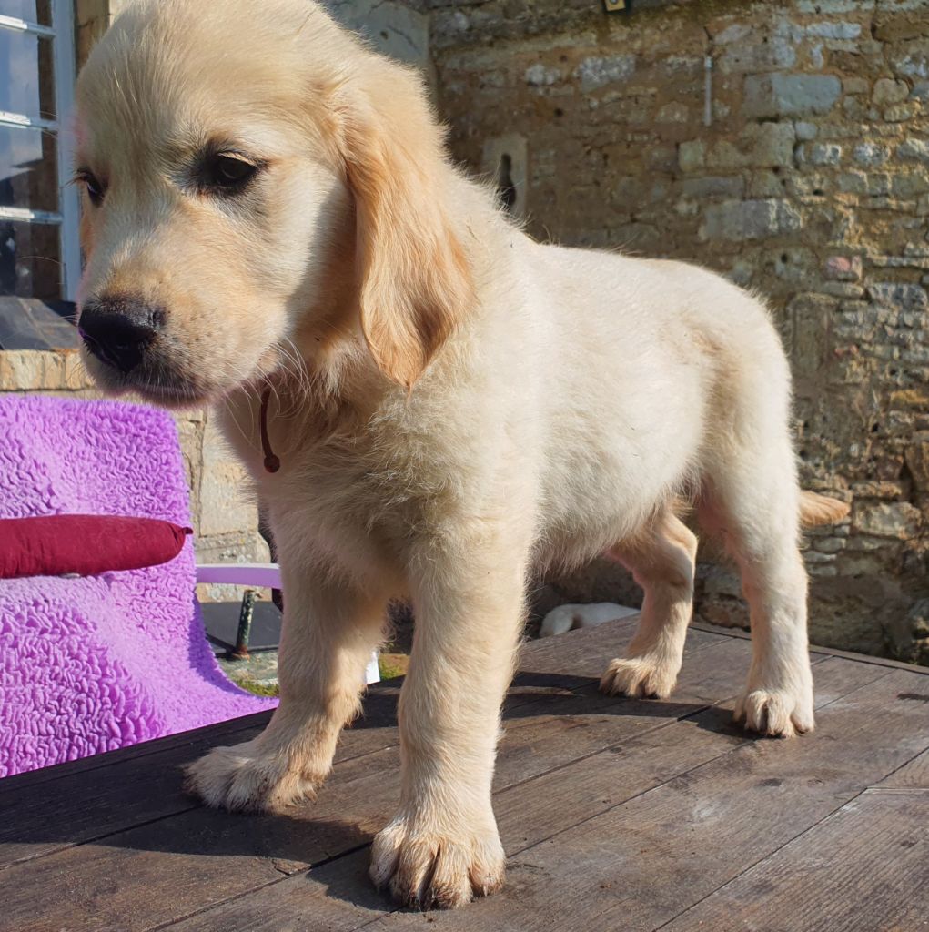 Du Manoir De Saint-Sauveur - Chiot disponible  - Golden Retriever