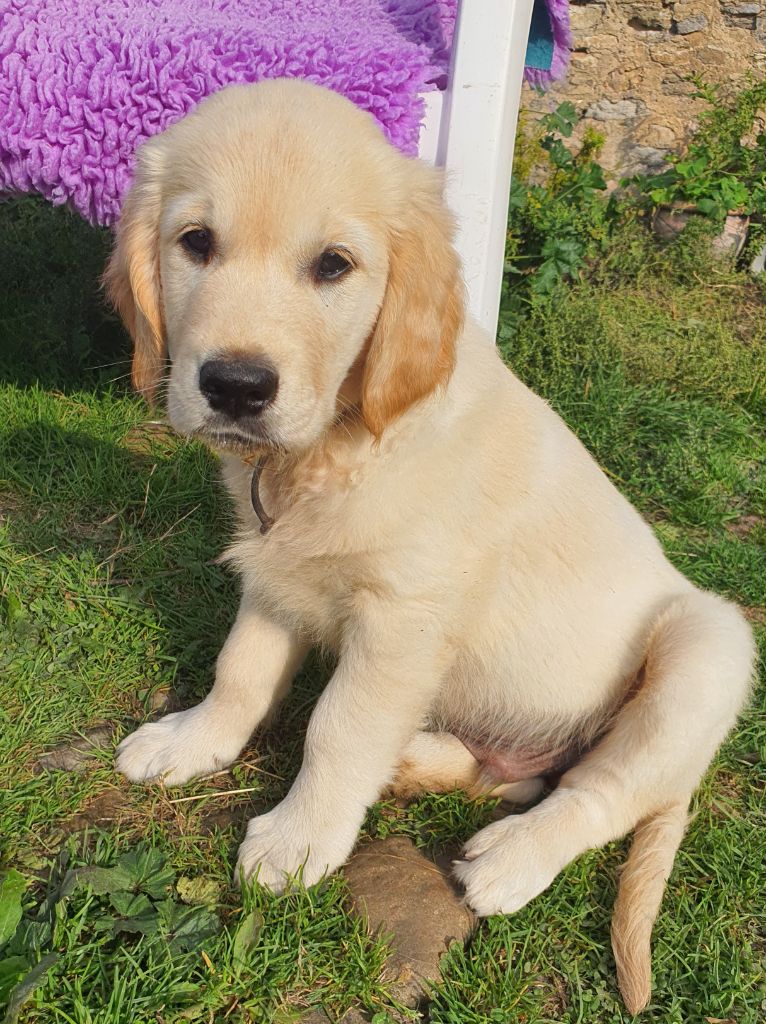 Du Manoir De Saint-Sauveur - Chiot disponible  - Golden Retriever