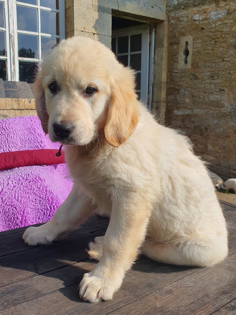 Du Manoir De Saint-Sauveur - Chiot disponible  - Golden Retriever